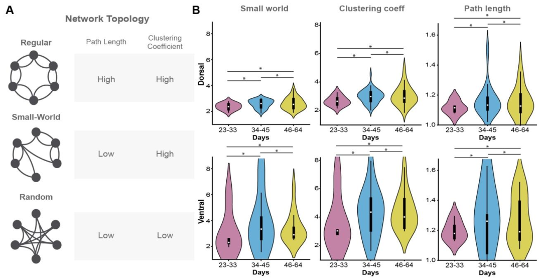 图 6：背侧与腹侧前脑类器官的网络拓扑差异