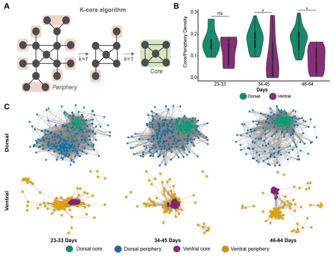图 8：背侧与腹侧前脑类器官的枢纽神经元组织