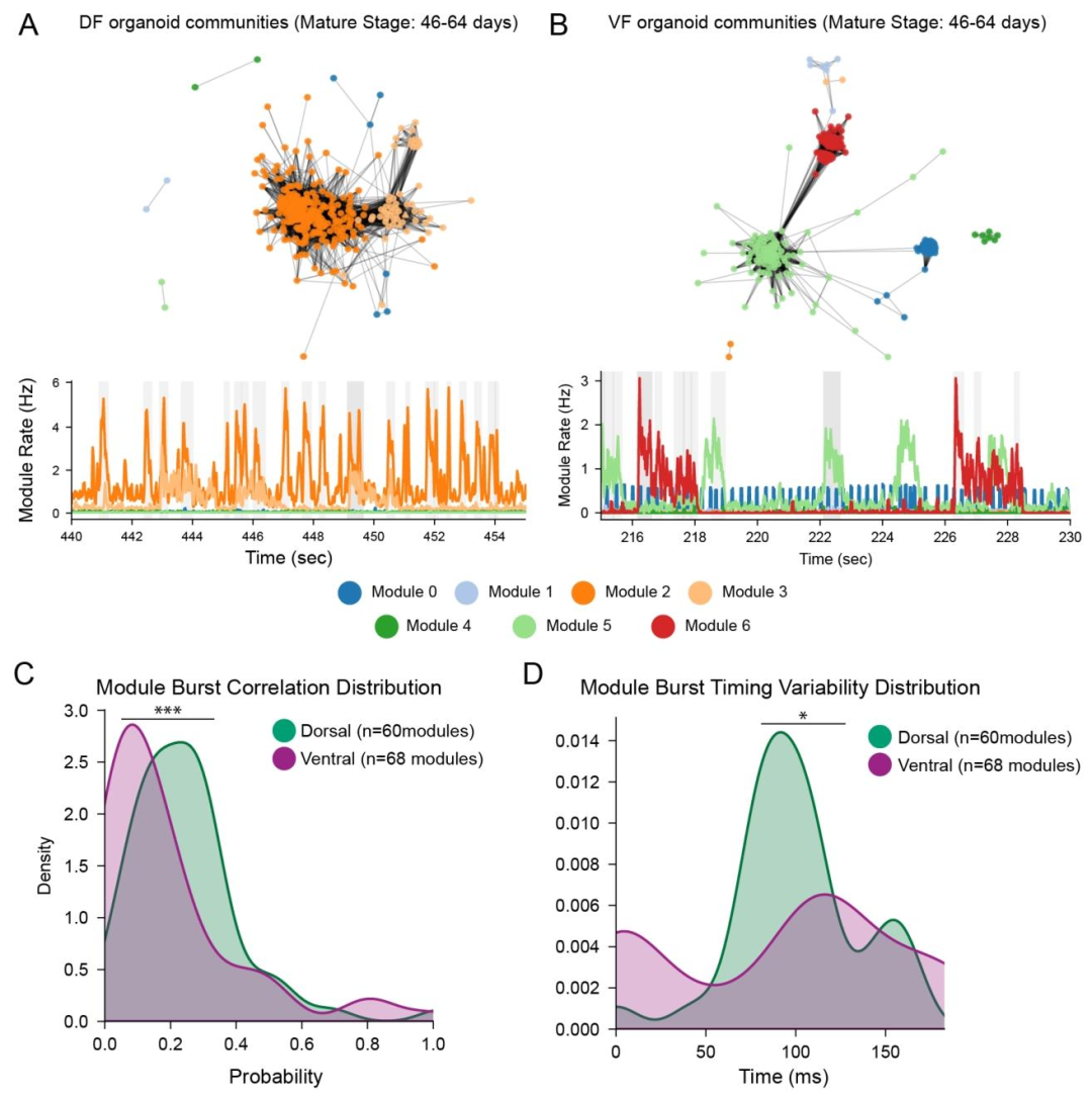 图 9：背侧与腹侧前脑类器官的功能社区结构