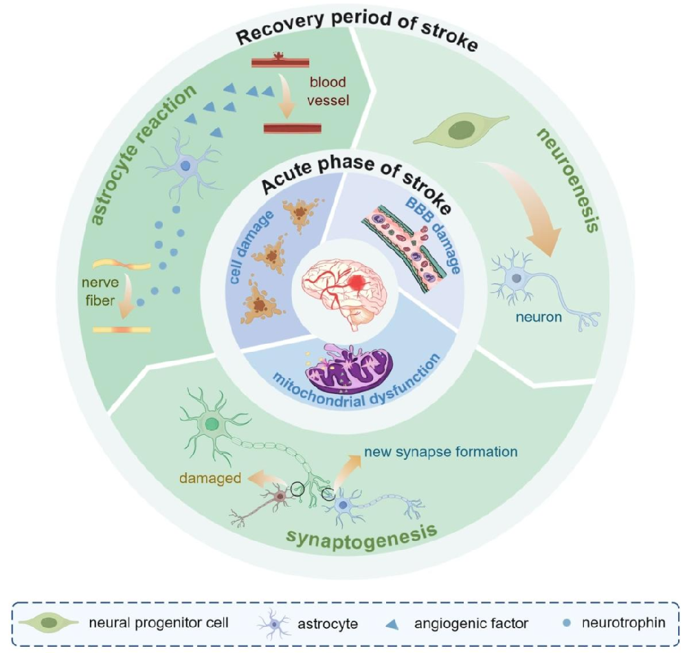 图 1:缺血性中风急性和恢复期的主要病理生理机制