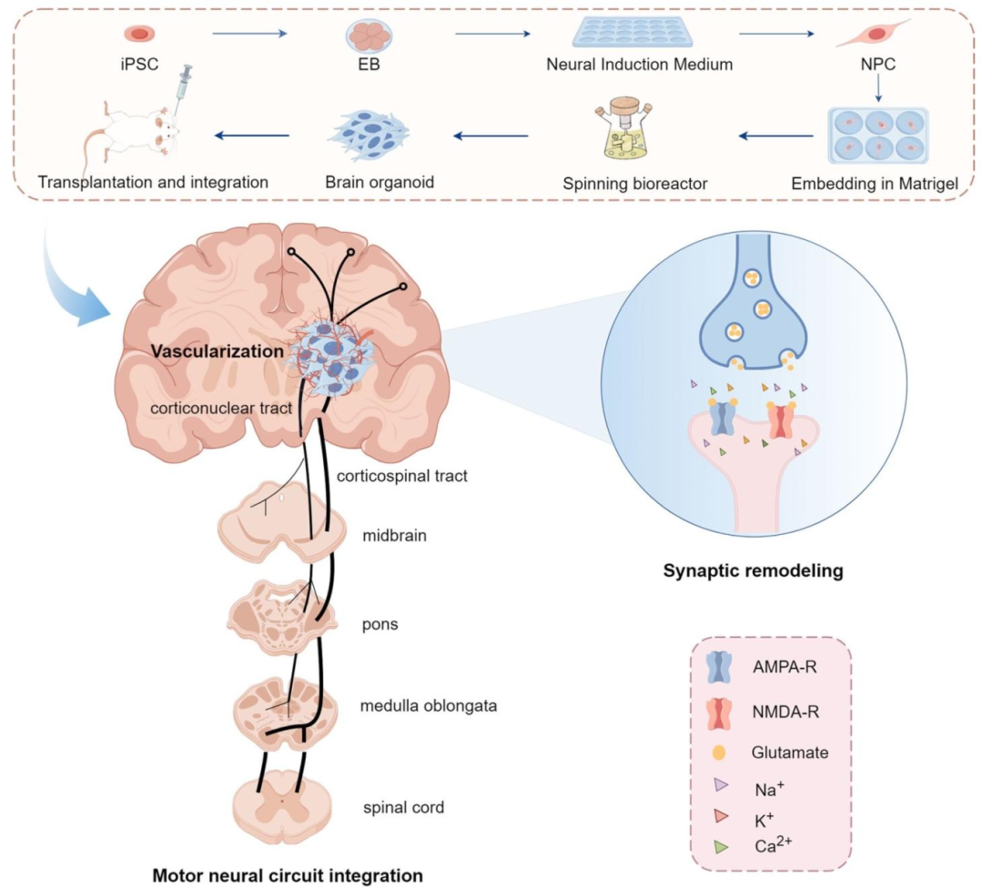 图 4:诱导多能干细胞(iPSC)来源脑类器官的移植与功能整合