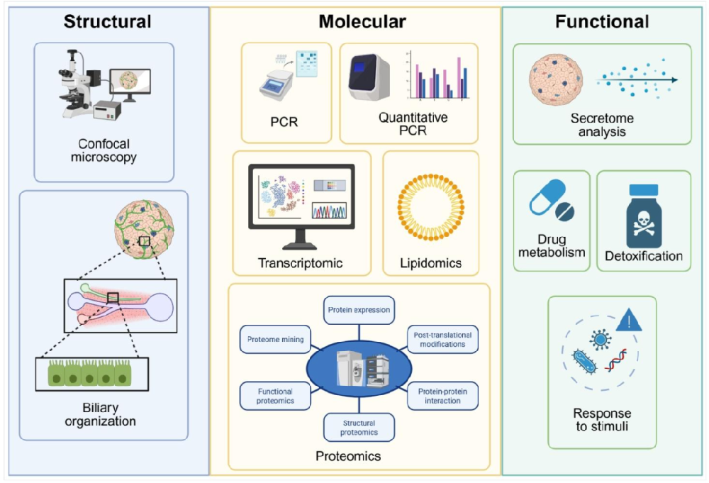 图 1：肝脏类器官的多尺度表征