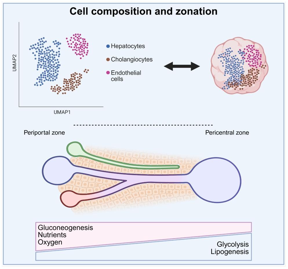图 2：肝脏与肝脏类器官的细胞组成及代谢分区