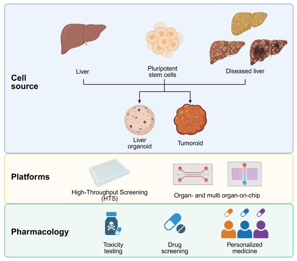 图 4：肝脏类器官在药物开发中的应用