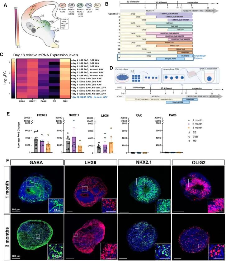图 1：MGE 特异性类器官(MGEOs)的生成与表征