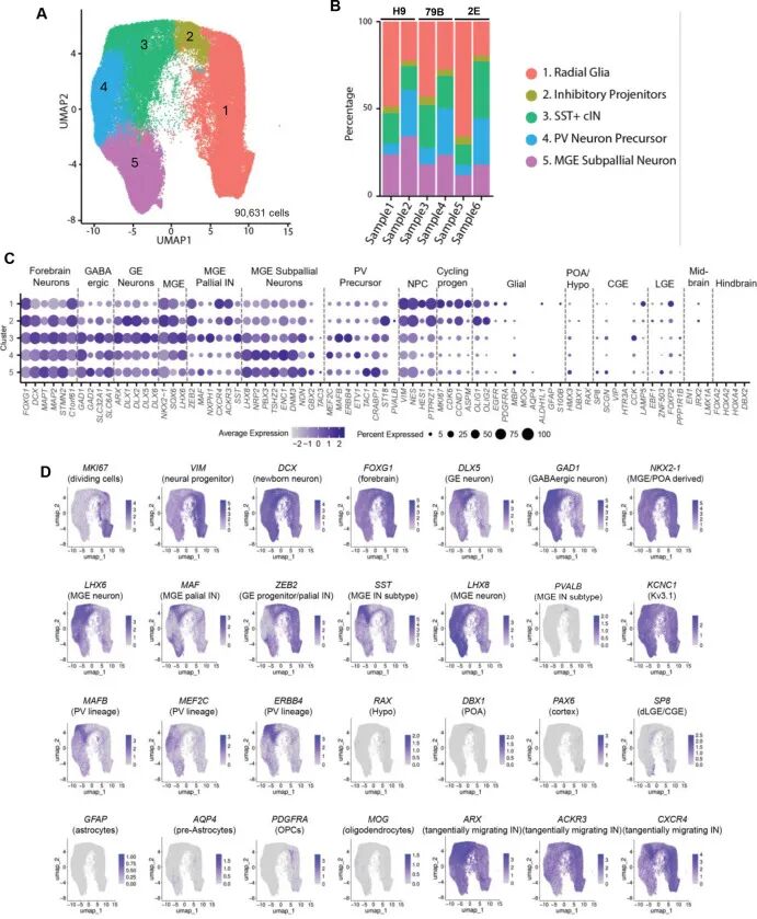 图 2：1 个月 MGEOs 的单细胞 RNA 测序分析
