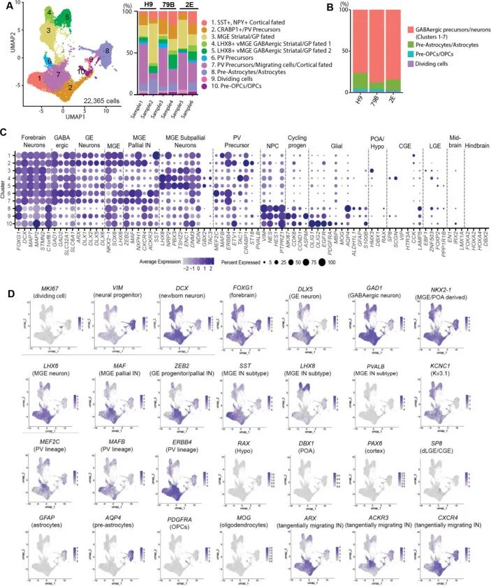 图 3：MGEOs 生成 MGE 来源细胞类型