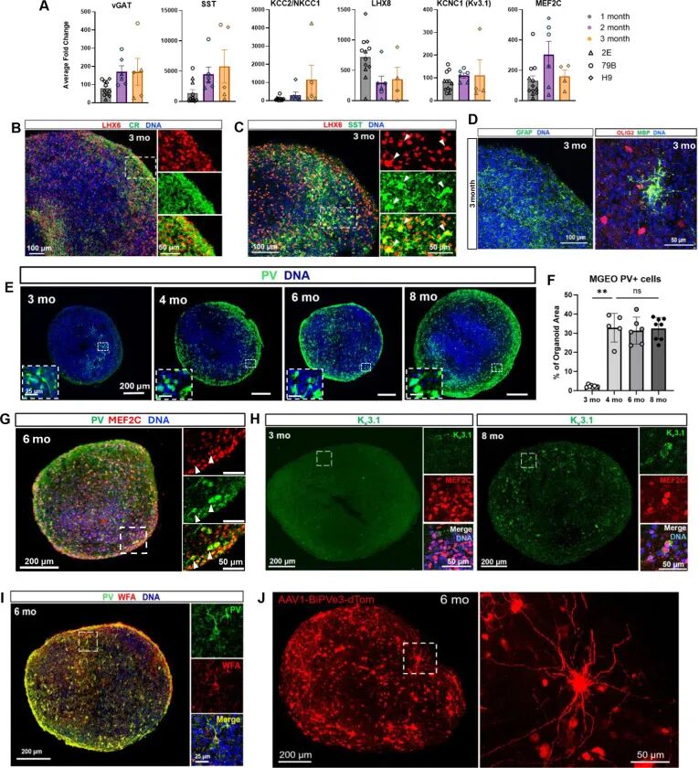图 4：3 个月 MGEOs 的单细胞测序与细胞类型细分