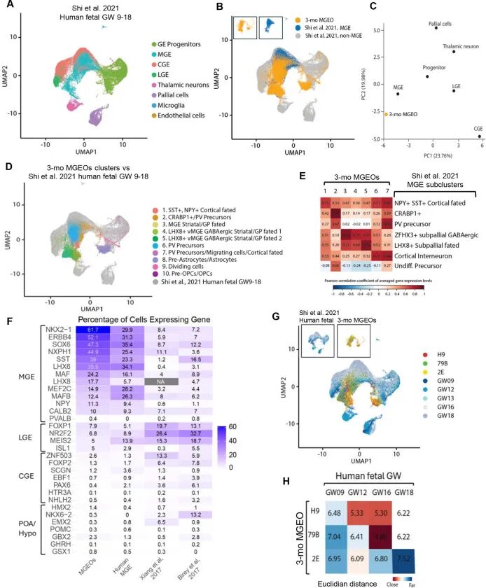 图 5：MGEOs 与人类胎儿 MGE 的转录组比对