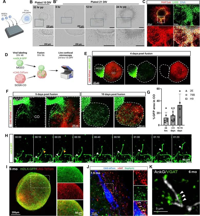 图 6：MGEOs 来源中间神经元的迁移与皮质整合