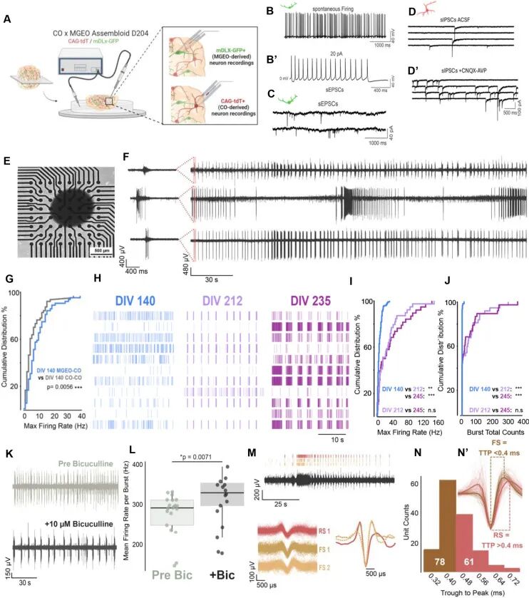 图 7：MGEO - 皮质组装体的功能整合与电生理活动