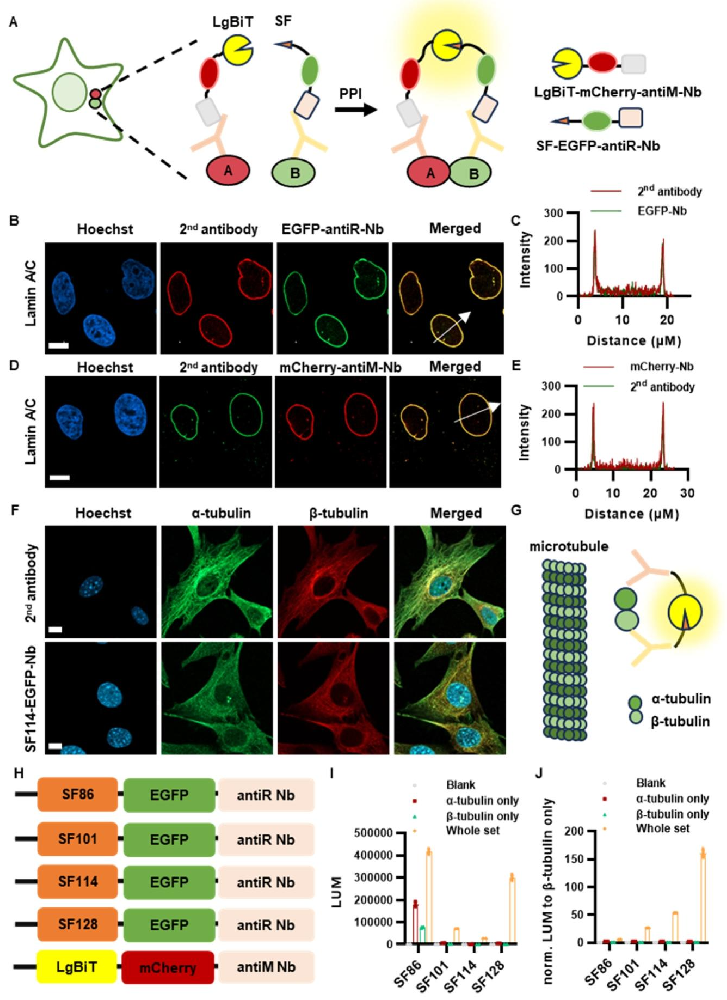 图 1:NanaPPI 技术设计与优化