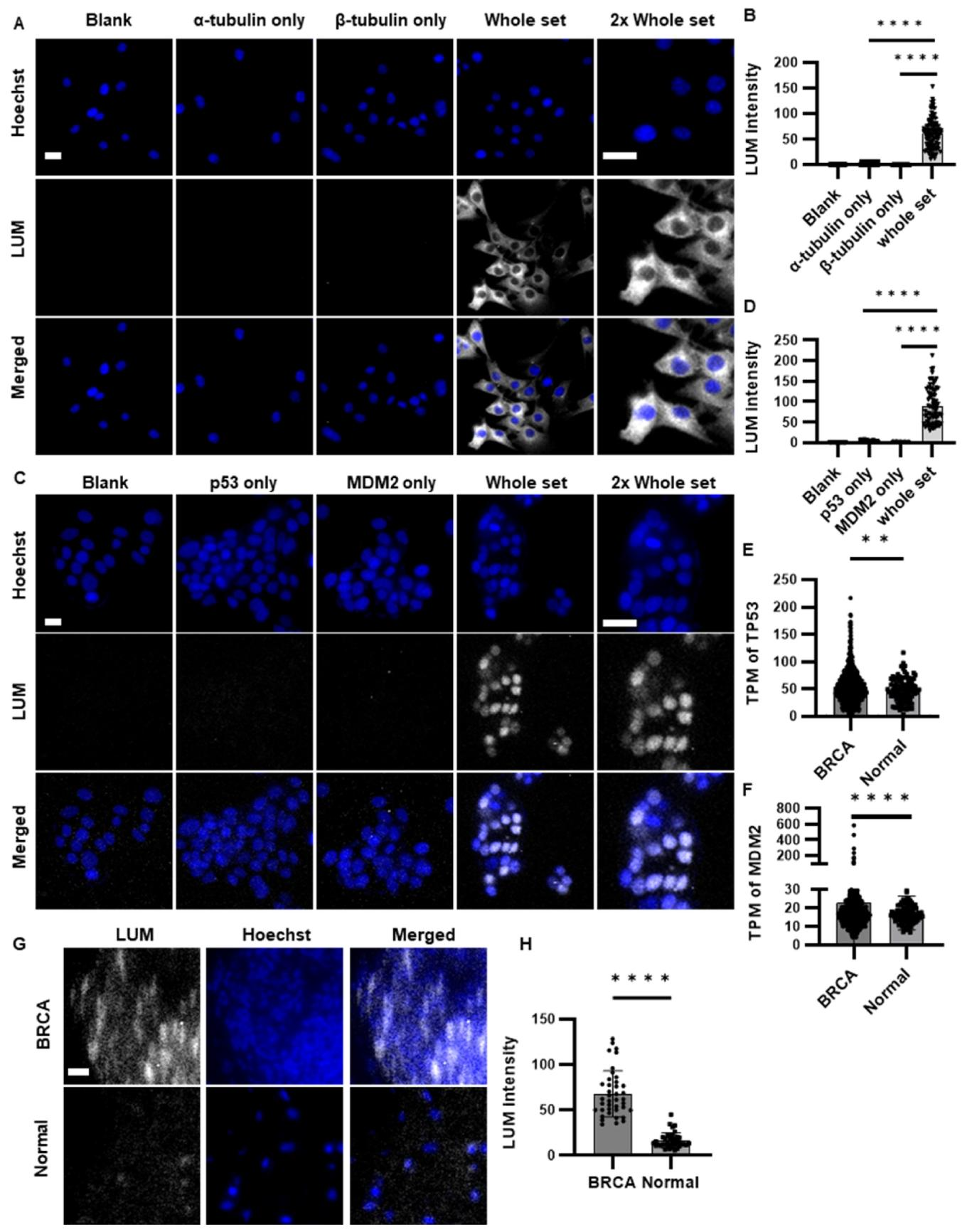 图 3:细胞与组织水平的 PPI 可视化