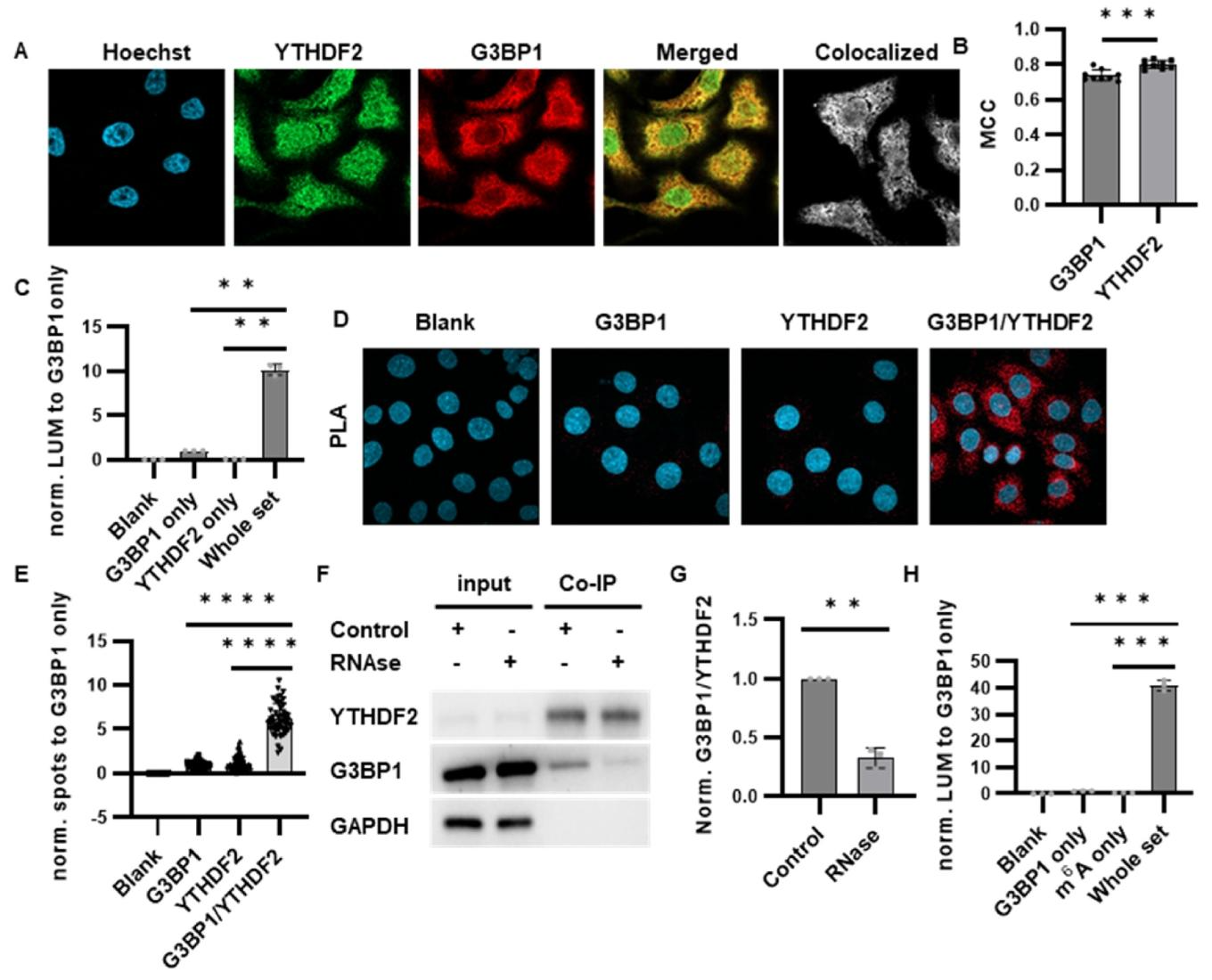 图5 :YTHDF2/G3BP1 及 m⁶A/G3BP1 新 PPI 的鉴定