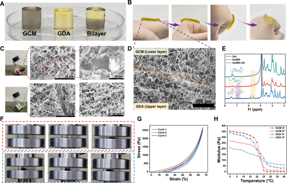 图2. 双层水凝胶的制备与表征