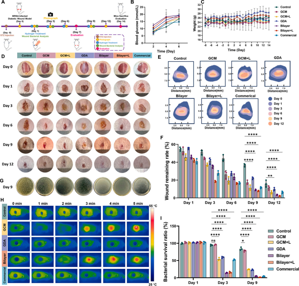 图6. 体内伤口愈合评估