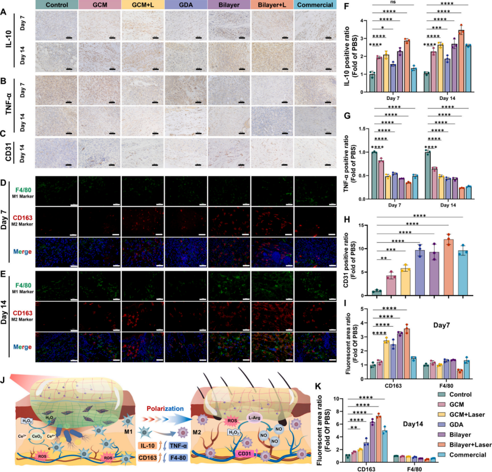 图8. 免疫组化与免疫荧光分析