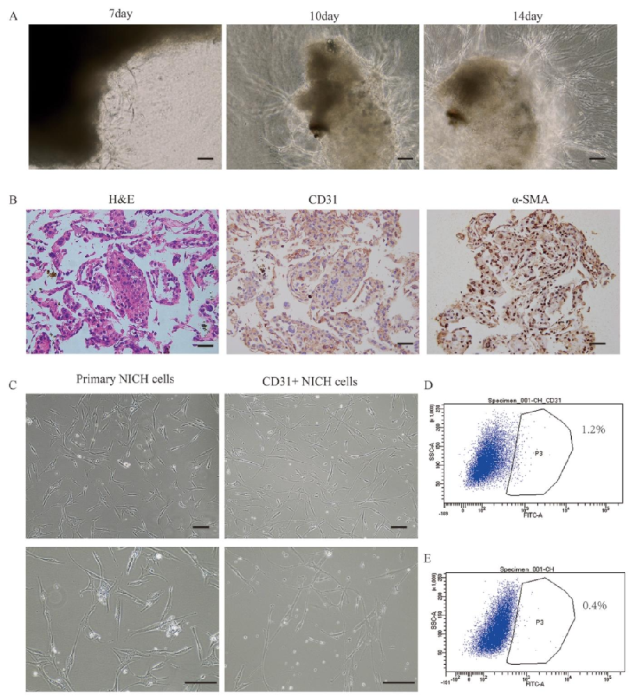 图1：NICH 细胞的分离与培养