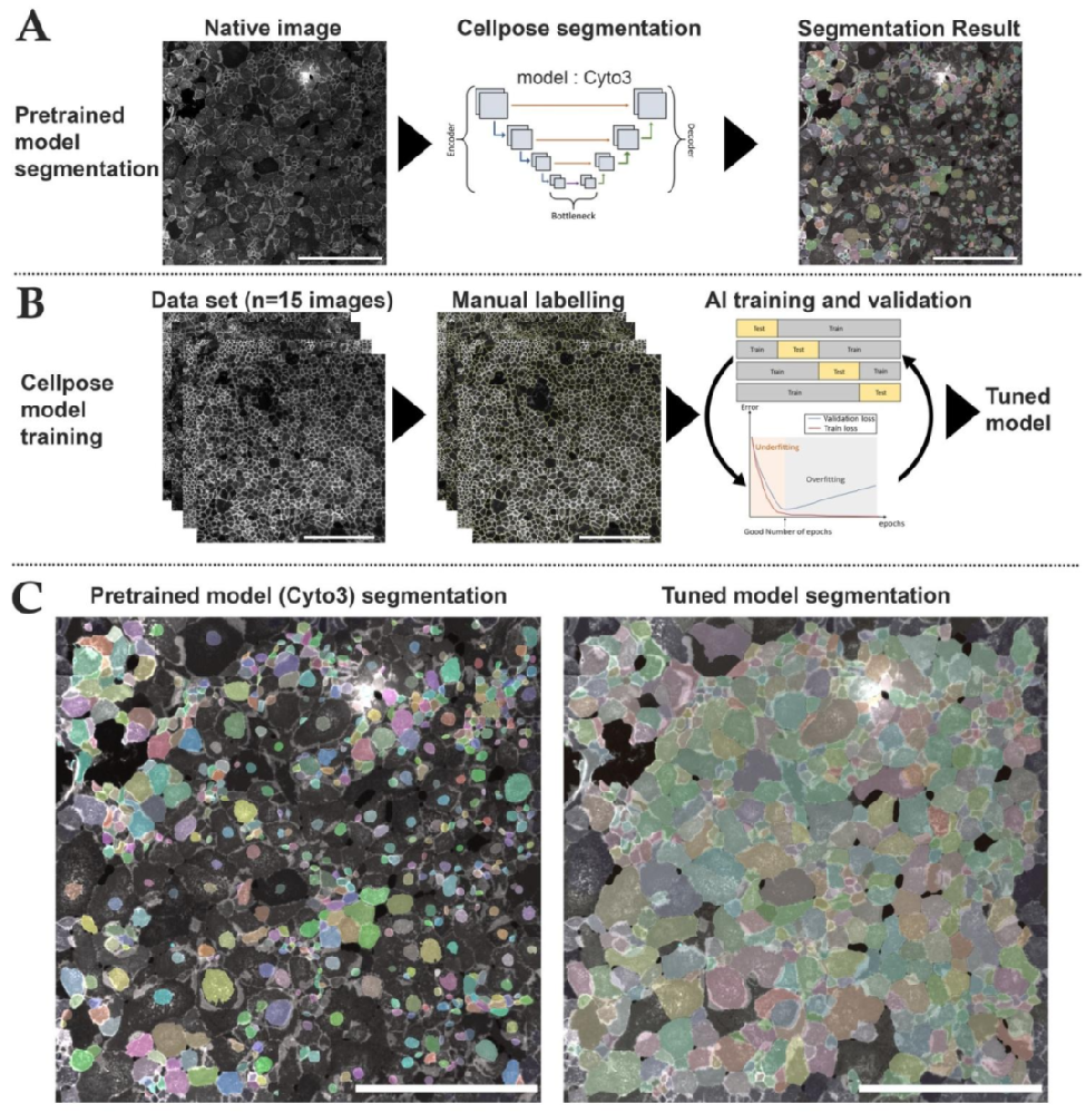 图1：Cellpose 分割与 AI 模型训练