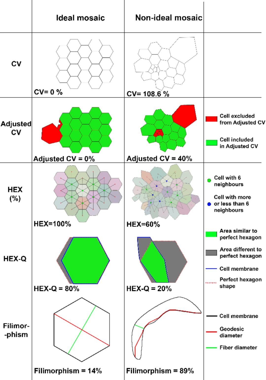 图2：hCECs 形态参数定义与理想 / 非理想 mosaic 对比
