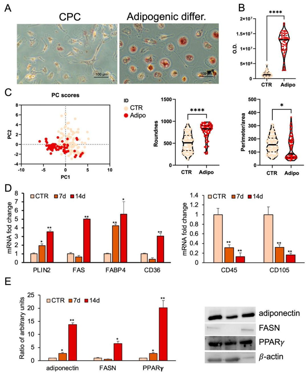 图2：CPCs 的脂肪分化