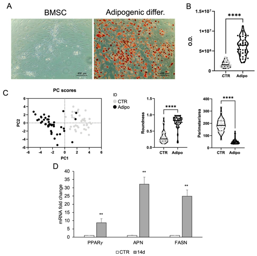 图3：BMSCs 的脂肪分化(对照)