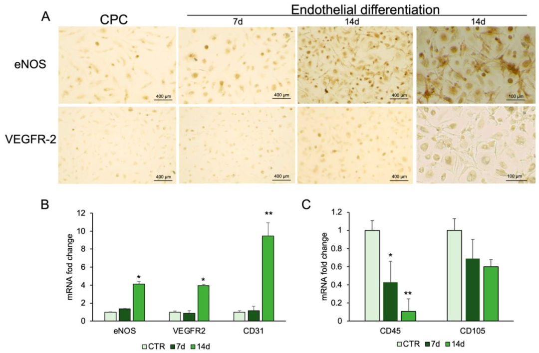 图4：CPCs 的内皮分化