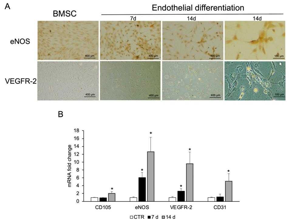 图5：BMSCs 的内皮分化(对照)