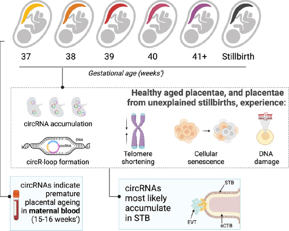 图1：胎盘 circRNA 丰度与 circR-loop 验证