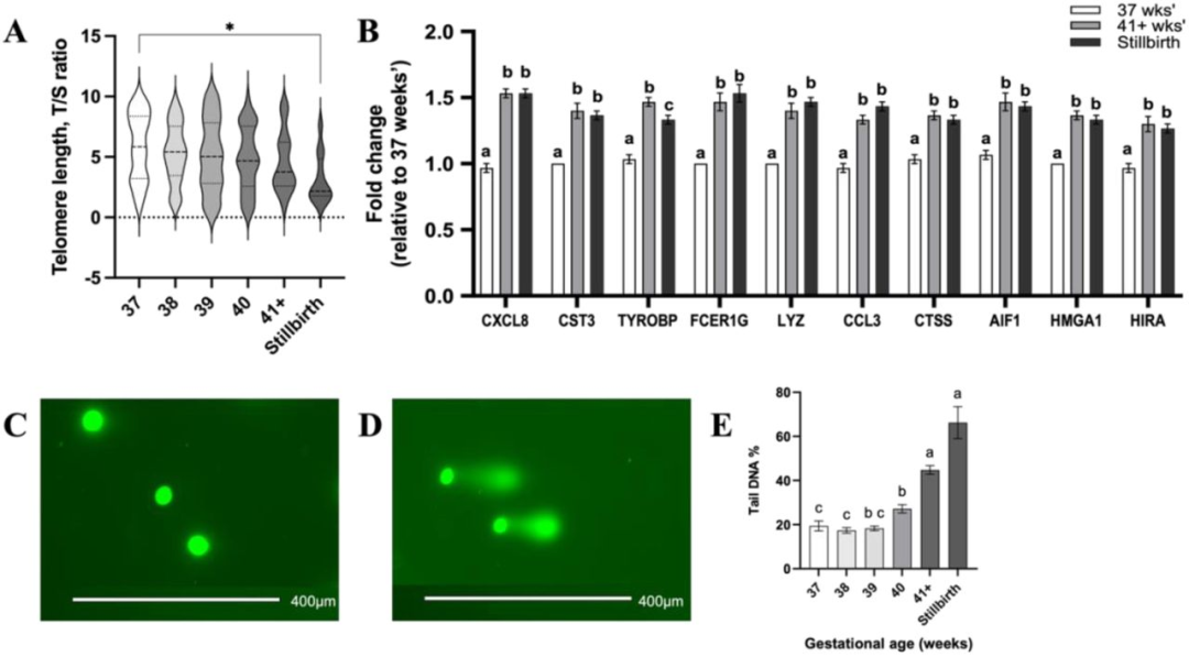 图3：circ_0000284 的表达部位与功能验证