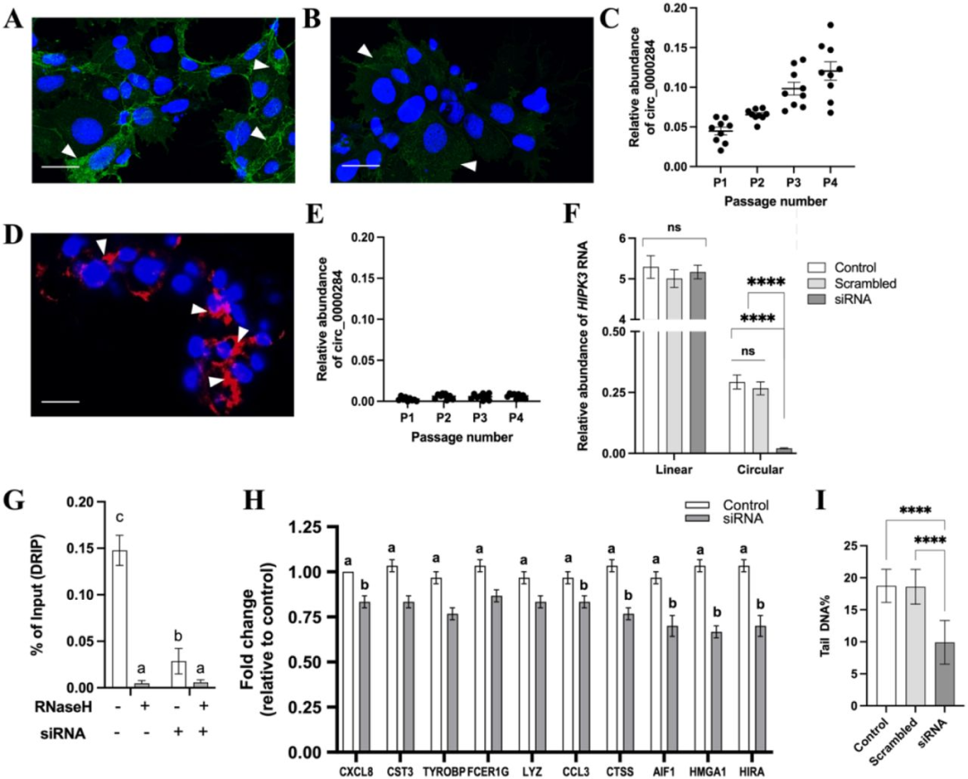 图4：母血 circRNA 的筛查价值