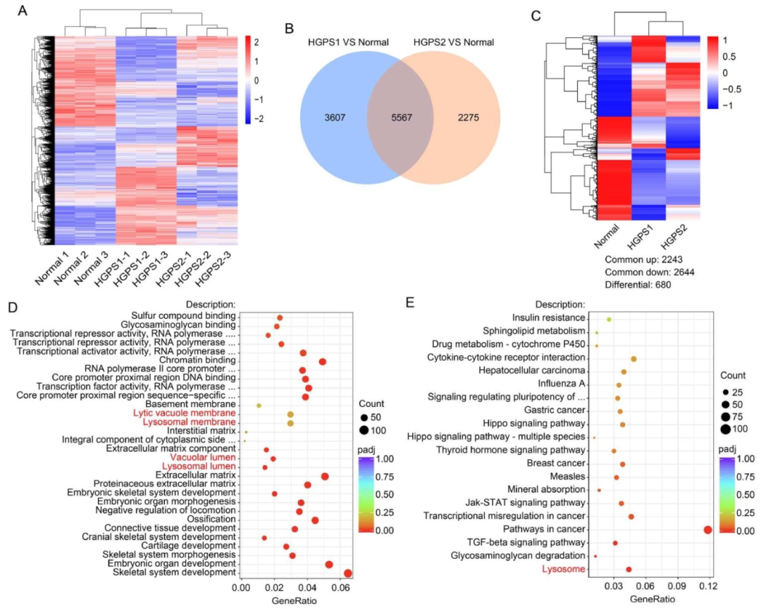 图2：RNA-seq 揭示 HGPS 细胞溶酶体相关基因下调