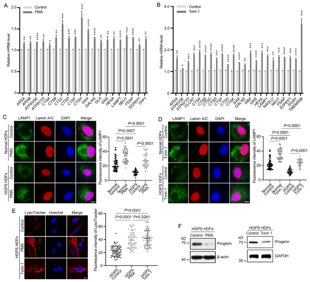 图4：PMA/Torin1 激活溶酶体生成并促进 progerin 清除