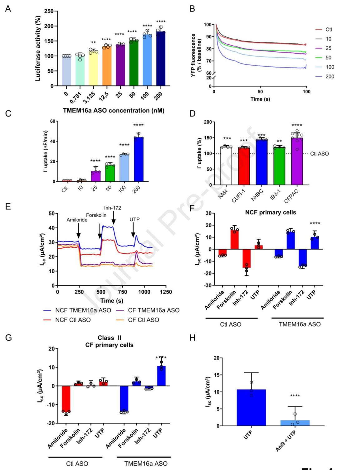 图1:TMEM16a ASO 提升 F508del 细胞氯外流
