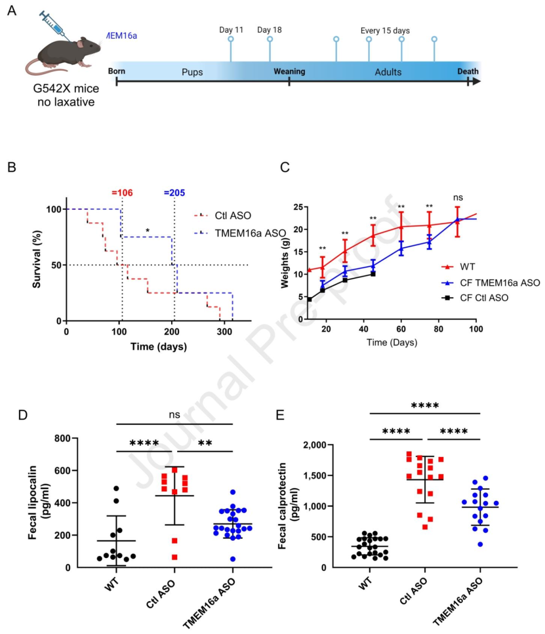 图6:ASO 对 G542X 小鼠的治疗效果