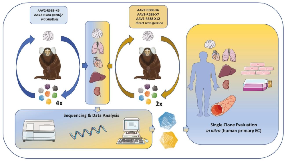 图1:研究设计概览