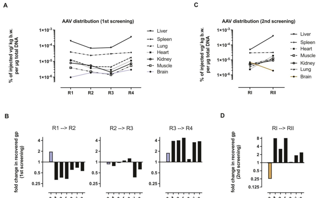 图2:AAV 库在狨猴体内的分布变化