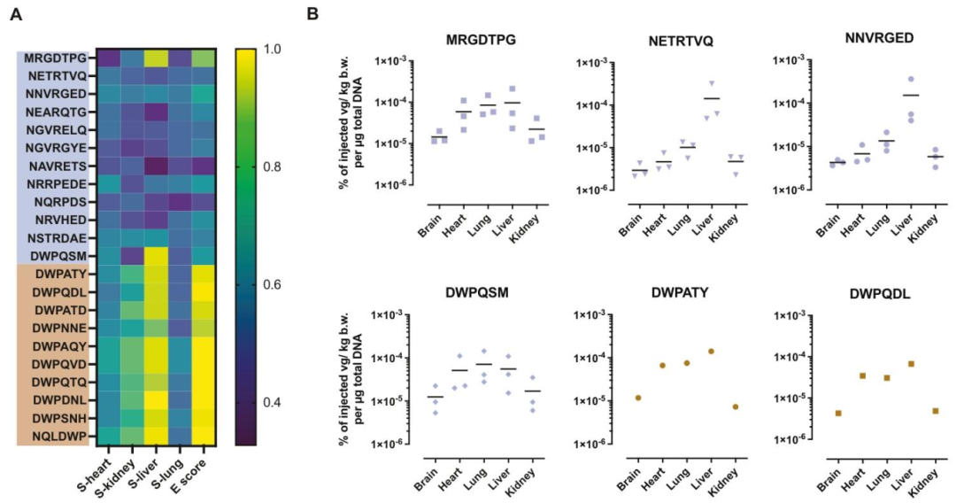 图5:AAV 变体的评分与体内分布