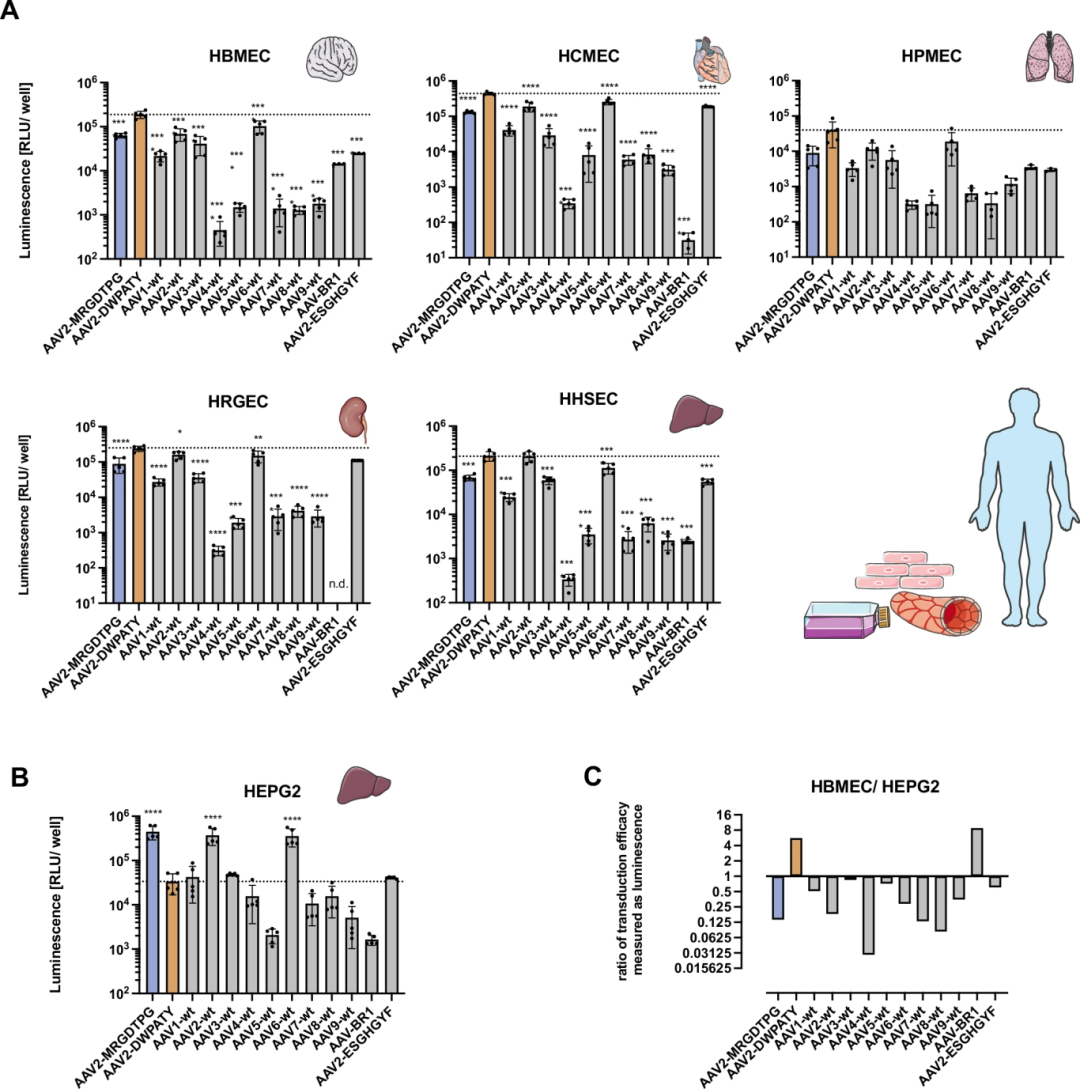 图6:人原代内皮细胞的体外转导效率