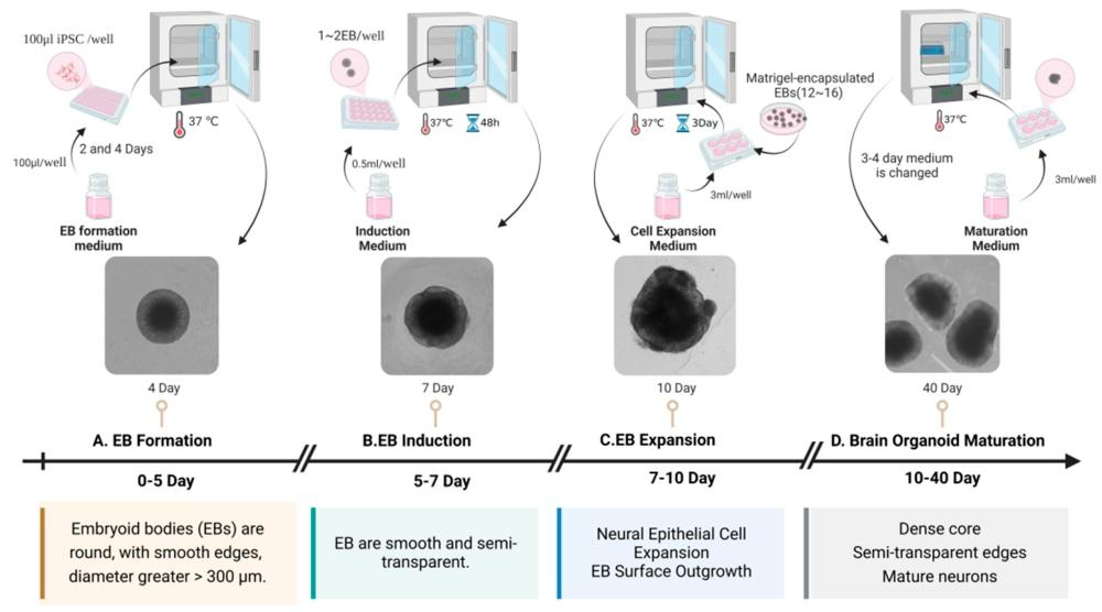 图 2：脑类器官发育成熟的关键时间节点