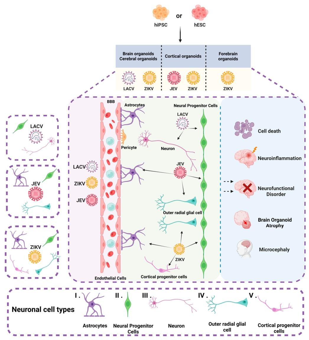 图 3：虫媒病毒感染的脑类器官及神经细胞类型