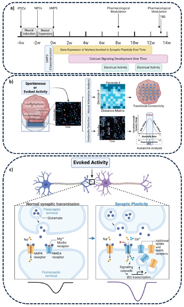 图 1:实验设计与突触可塑性调控示意图