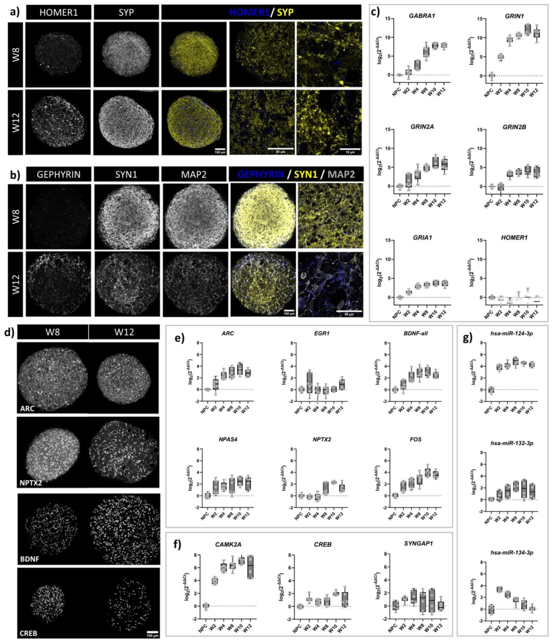 图 2:突触标记与即早基因的时空表达