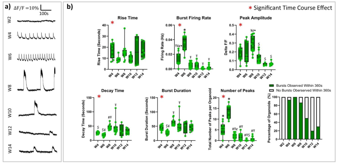 图 3:钙振荡动态反映网络成熟