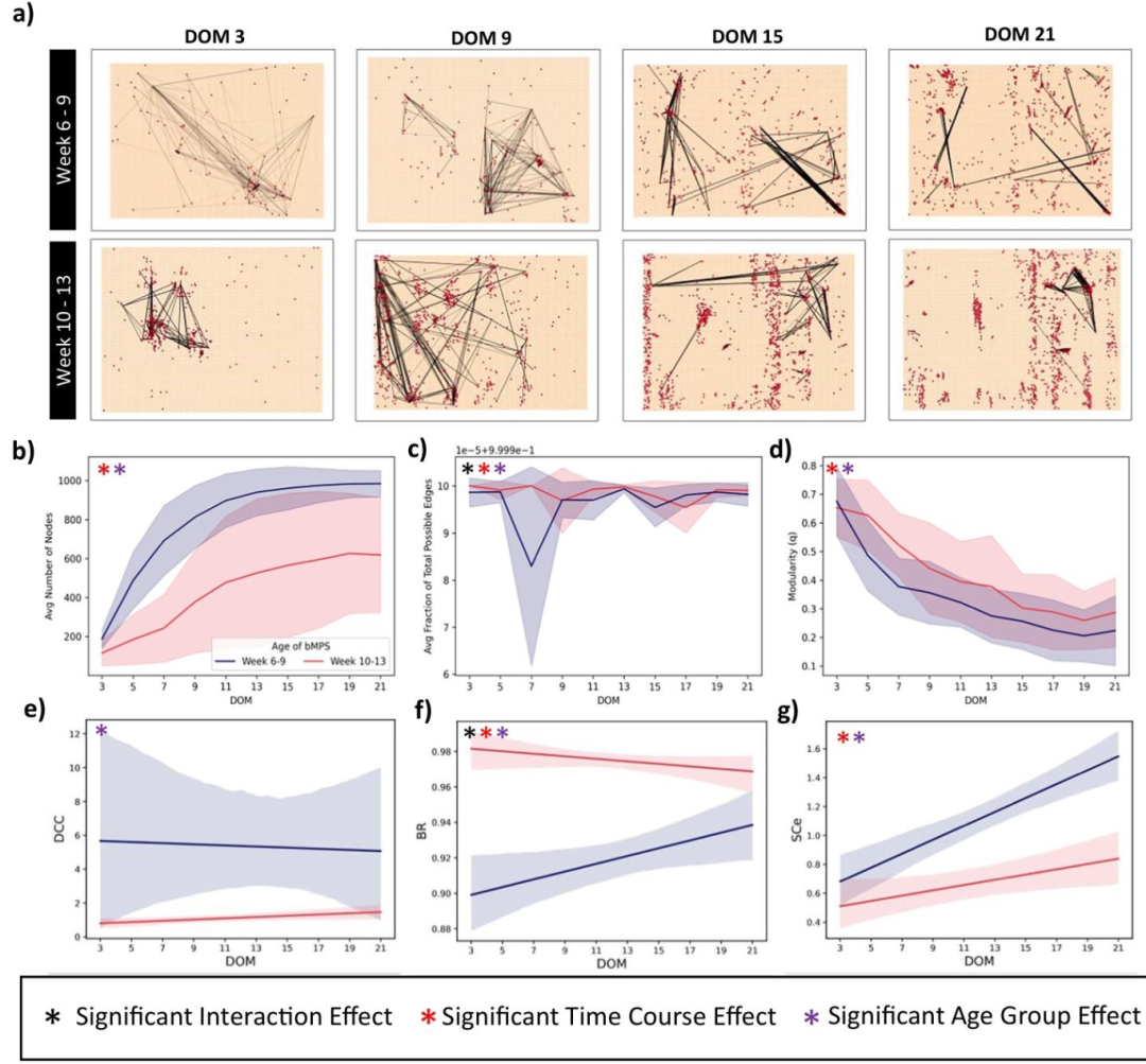 图 5:网络连接性与临界状态的发育变化