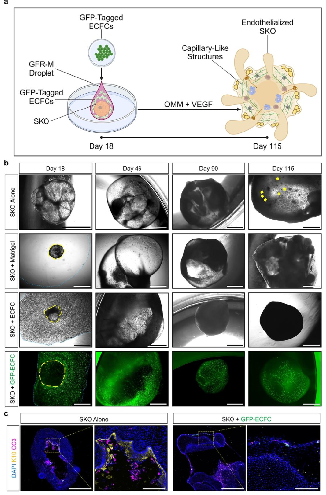 图 1：内皮化皮肤类器官的构建过程