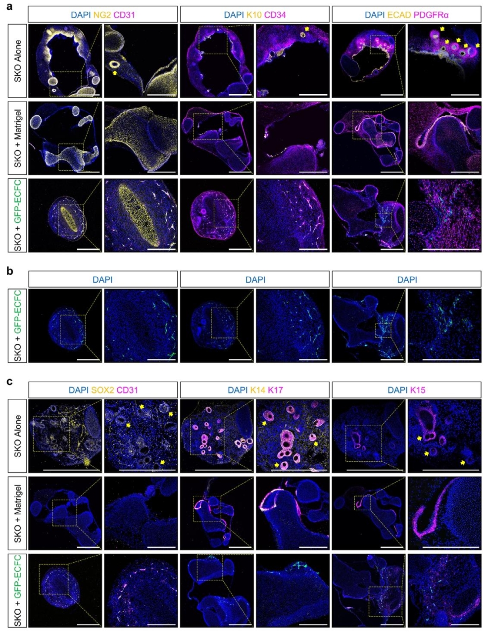 图 2：内皮化皮肤类器官的细胞组成