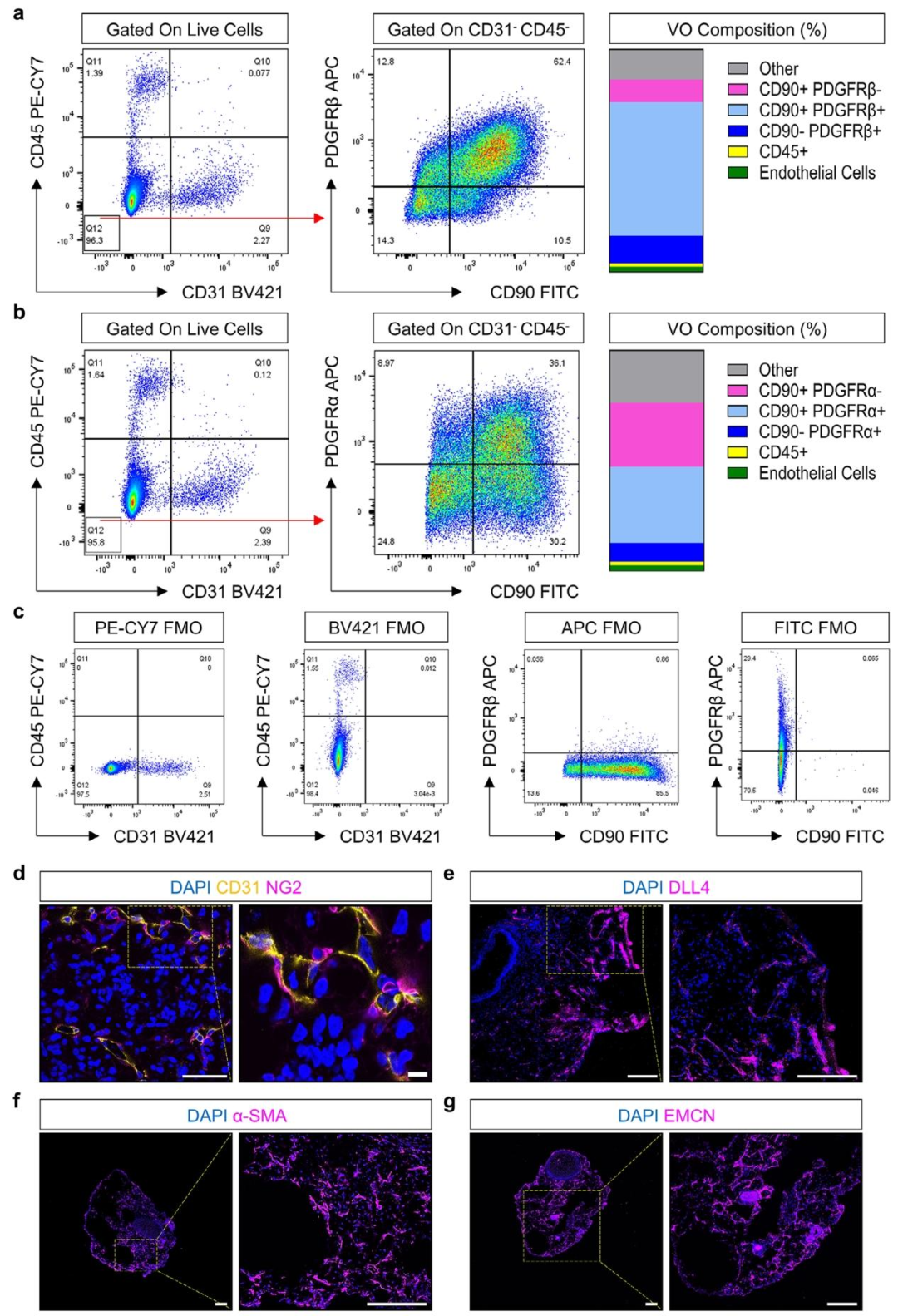 图 4：血管类器官的细胞异质性