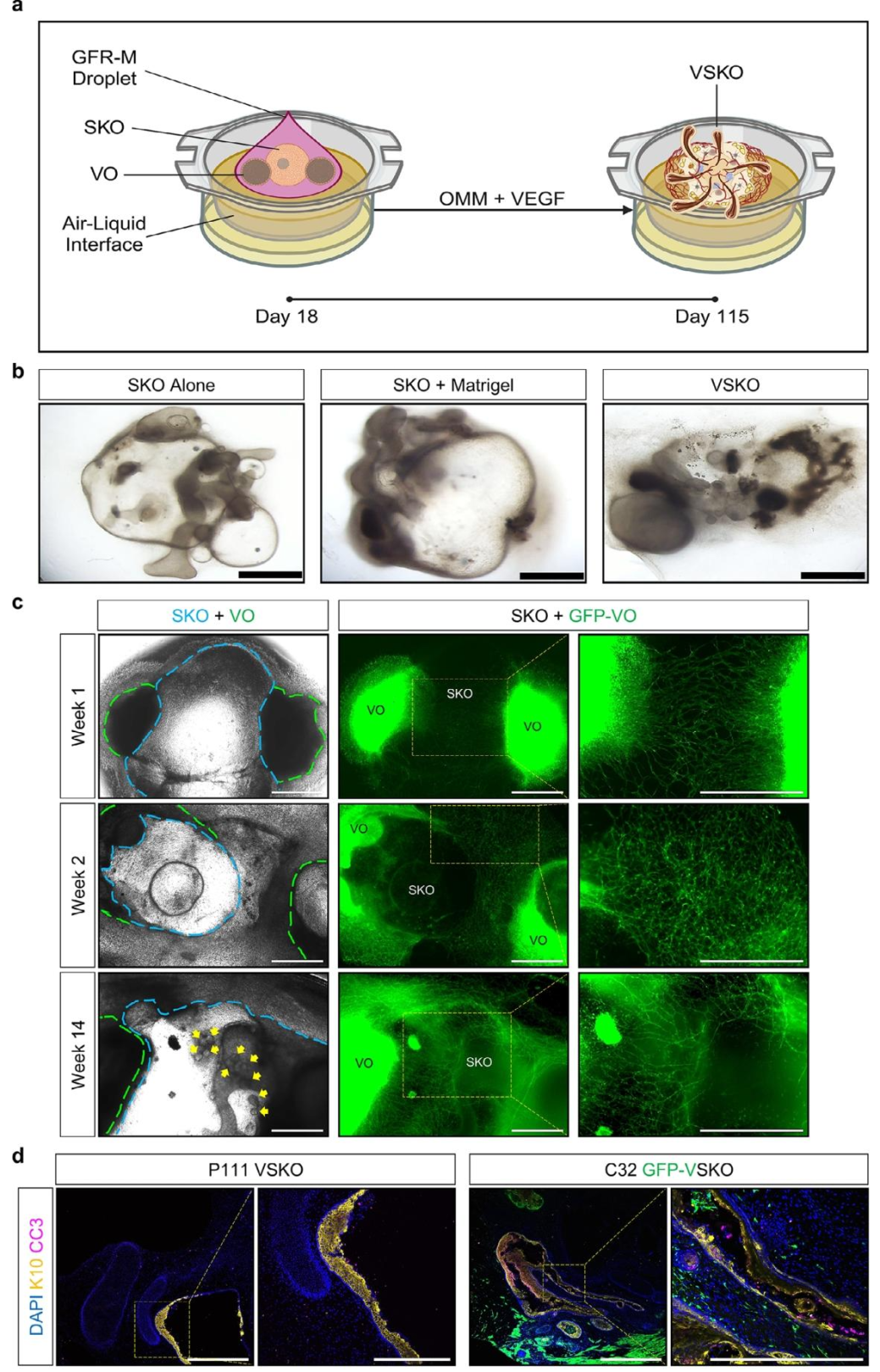 图 5：血管化皮肤类器官(VSKO)的构建