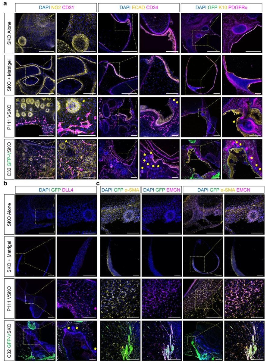 图 6：VSKO 的血管结构表征